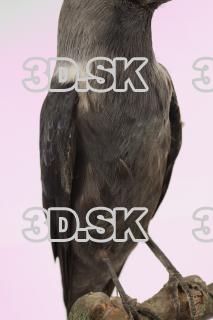 Jackdaw - Corvus monedula 0004
